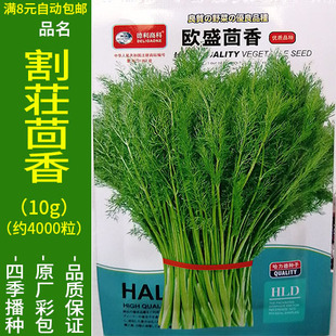 欧盛割茴香种子小怀香籽香丝菜谷香浑香四季播种阳台地上蔬菜
