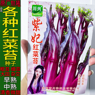 红菜苔大全种子孑籽甜粗甜脆嫩红油菜薹心芯头杂交细苔蔬菜秋冬季