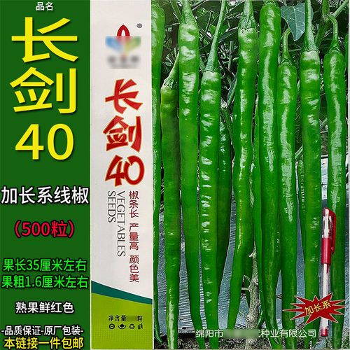 长剑40二金条长线椒辣椒酱用蔬菜种子孑籽尖二荆条高产青红春夏秋
