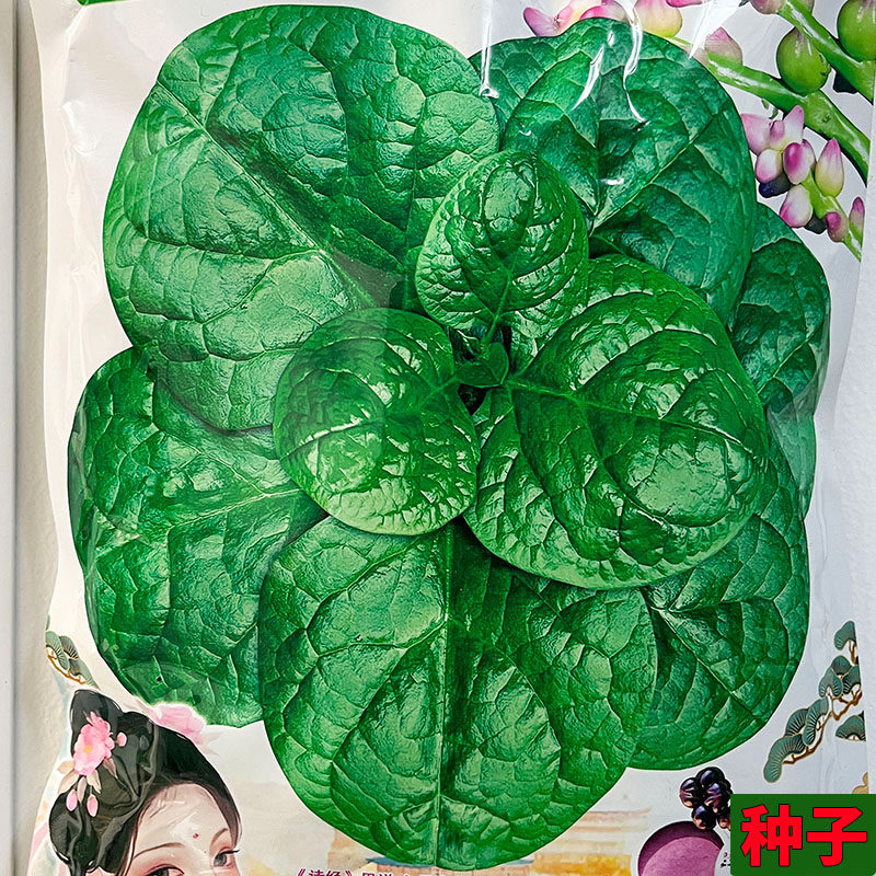 落葵大叶木耳菜500g蔬菜种子孑籽别名豆腐菜落葵蓠芭菜胭脂菜紫葵