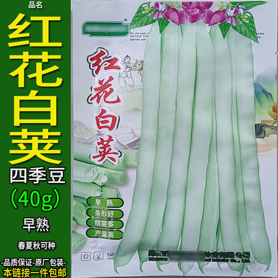 红花白荚40g四季豆蔬菜种子孑籽