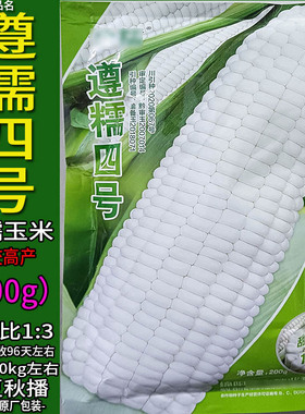 遵糯四号200g杂交白色又甜又糯玉米杂粮种子孑籽高产别名包谷苞米