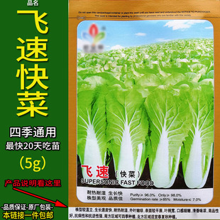 四季飞速快菜小白菜无筋白播种春夏秋冬阳台地上庭院盆栽种籽仔孑