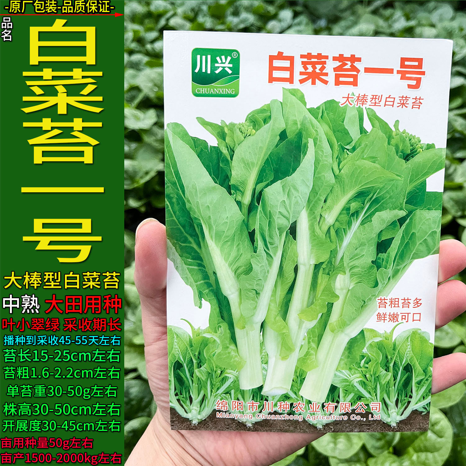 白菜苔一号大棒型蔬菜种子孑籽菜心芯重复采收庭院盆栽阳台秋冬季
