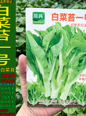 耐寒白菜苔一号大棒型蔬菜种子心