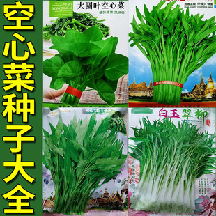 空心菜种子大全孑籽蔬菜别名藤藤菜大叶小柳叶蕹菜通菜蓊蓊菜通菜
