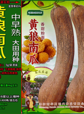 黄狼南瓜5g南瓜倭瓜番瓜饭瓜种子