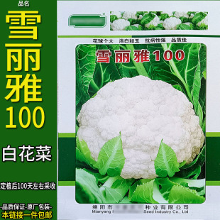 雪丽雅100天白紧花菜蔬菜种子孑籽别名花椰洋花菜洋花菜球秋冬阳