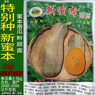 新密本10g南瓜倭瓜番瓜饭瓜种子孑籽高产番北瓜秘蜜本春夏播大棚