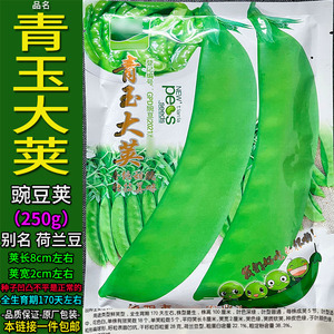 青玉大荚250g豌豆荚荷兰豆蔬菜种