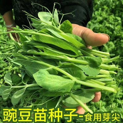 无须豌豆尖苗蔬菜种子肥胖粗大