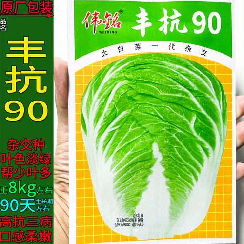 丰抗90天大白菜蔬菜种子高产杂交