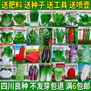 包邮 播种阳台农家庭院盆栽生菜菠菜韭菜香菜草莓籽孑 蔬菜种子四季