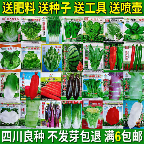 农家四季蔬菜种子籽香菜阳台庭院