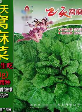 飞天窝麻菜10g新品种子孑籽速生