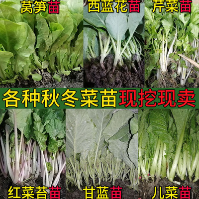 有机蔬菜苗幼苗白花菜西兰花甘蓝