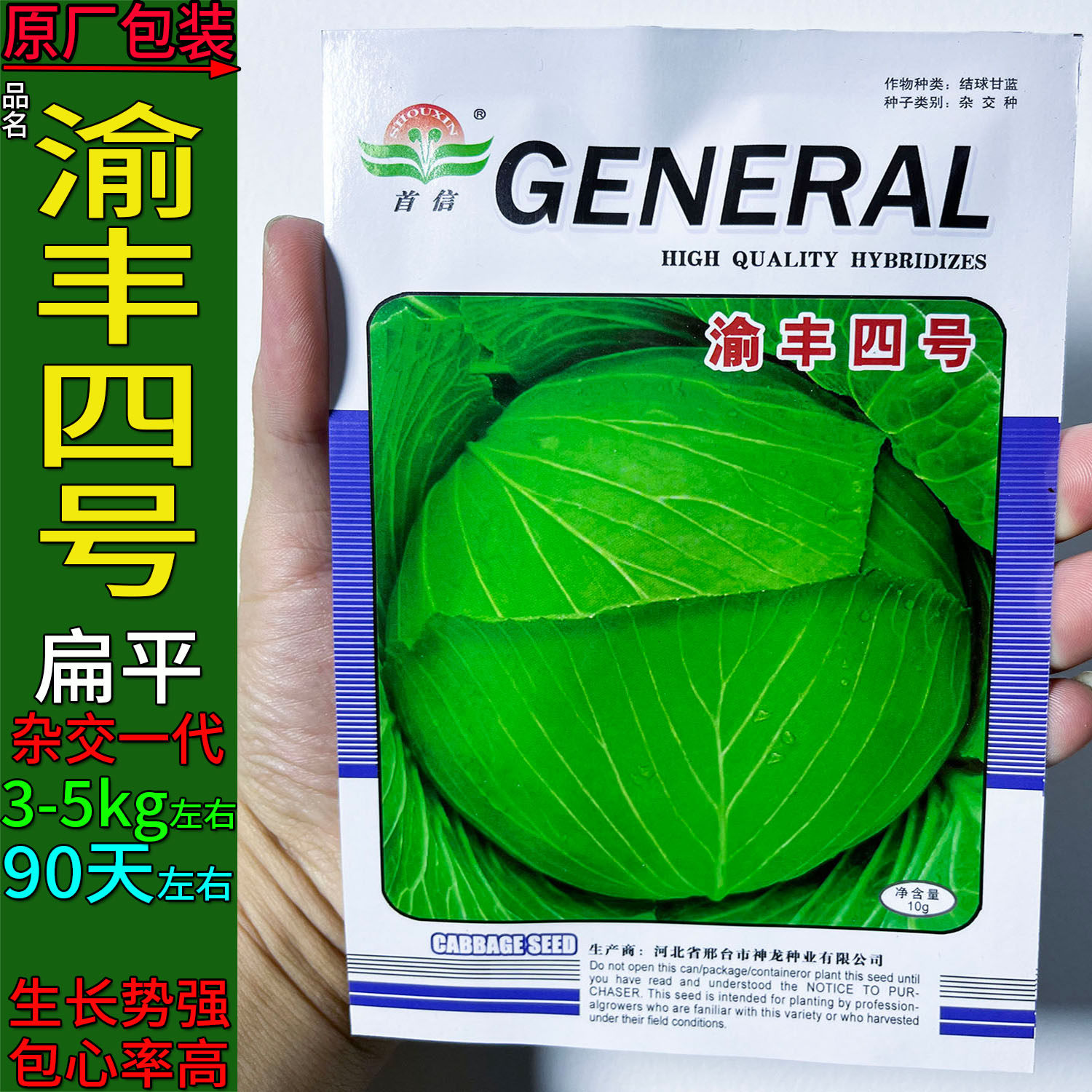 甘蓝渝丰四号莲花白种子杂交高产