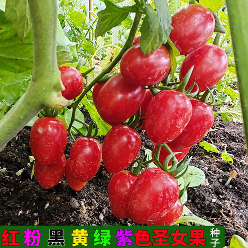 水果樱桃小番茄红黄粉黑绿色种子