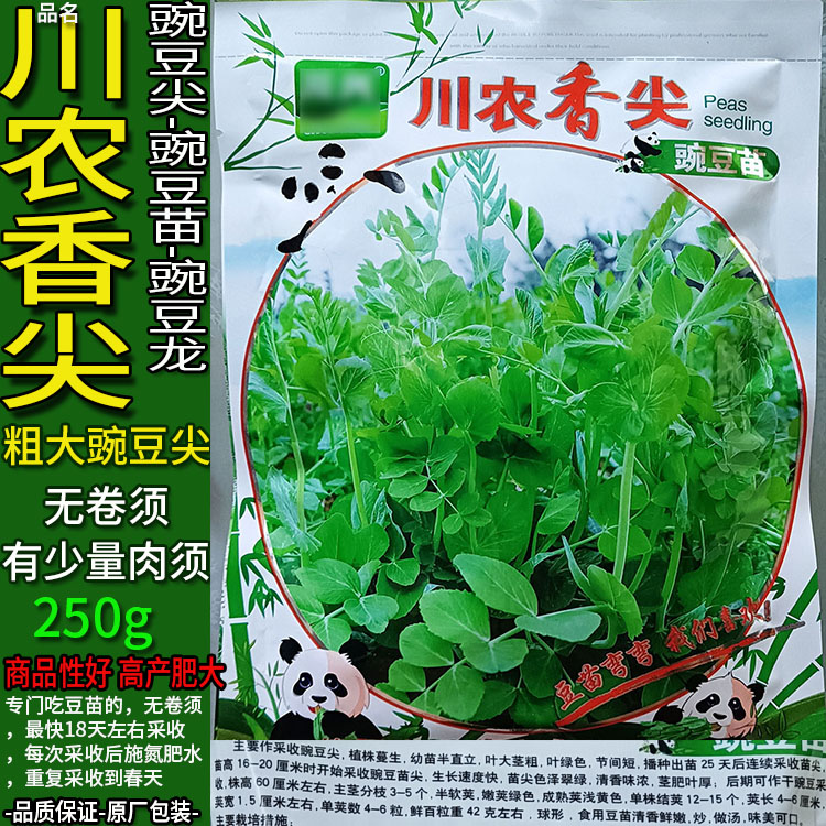 川农香尖250g粗胖豌豆苗尖种子孑籽玉佛籽蔬菜别名龙须苗菜豌豆龙