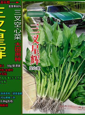 三叉空心菜水蕹菜蓊蓊菜蔬菜种子