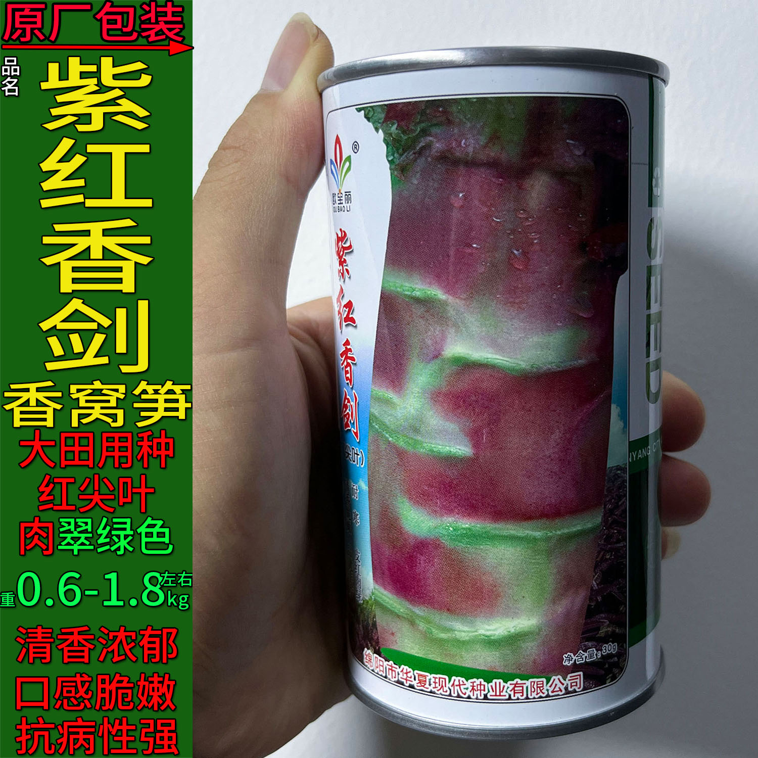 紫红尖叶肉深绿莴笋种子高产耐寒