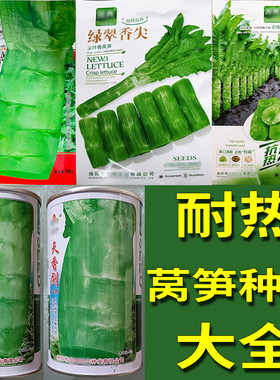 耐热莴笋大全种子孑籽杂交高产大尖叶蔬菜香浅绿青皮浅绿肉茎用莴