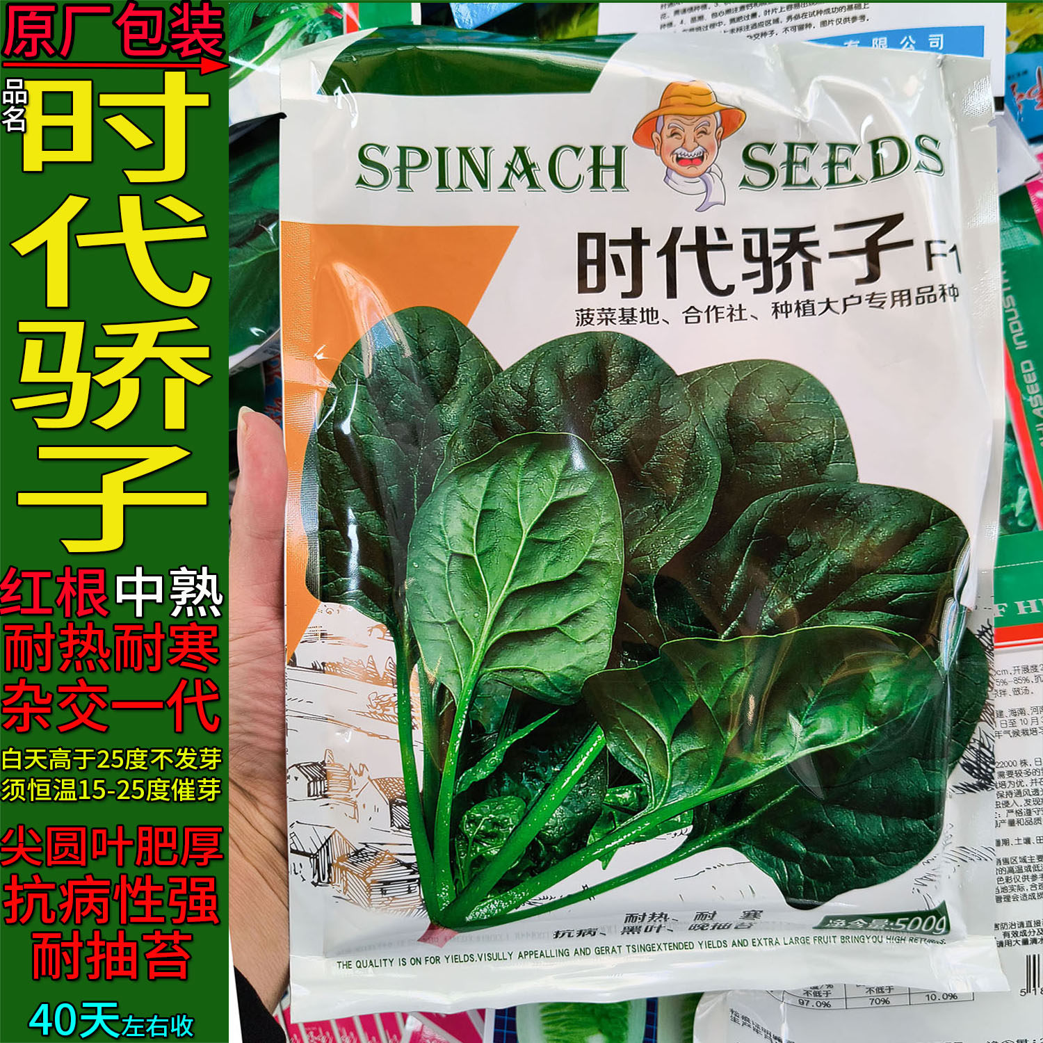 时代骄子菠菜蔬菜种子孑无刺甜菜