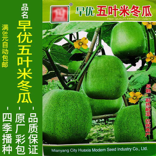 特优五叶米冬瓜白东瓜皮白瓜地芝东瓜种子孑籽阳台庭院盆栽播种春