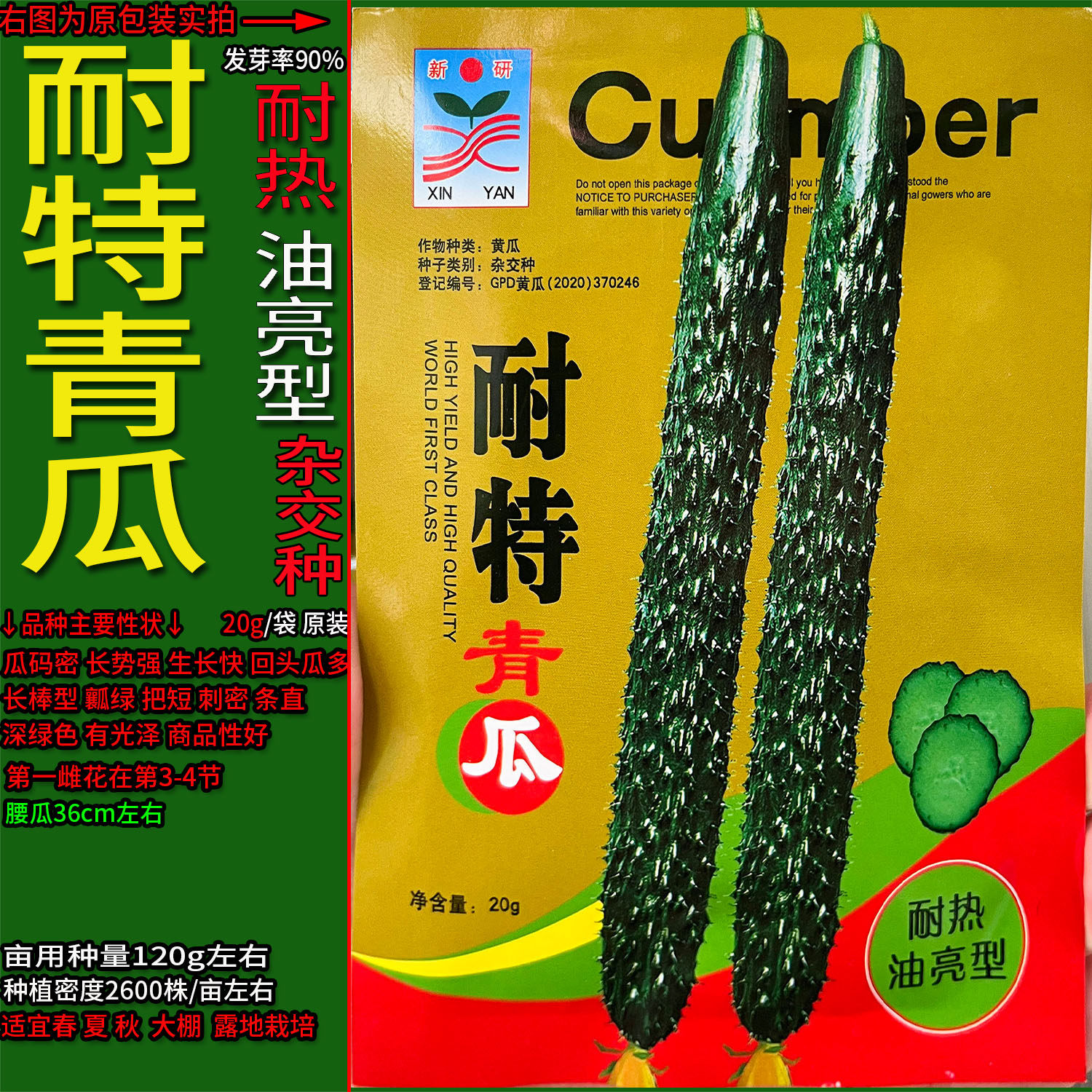 油亮耐热王黄瓜青黄瓜蔬菜种子孑籽杂交高产胡瓜刺王勤青春夏秋