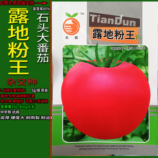 露地粉王【粉果】大西红柿番茄种子孑籽杂交高产红圆蔬菜番柿春夏