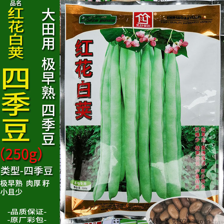 红花250g无筋阳台庭院春夏四季豆