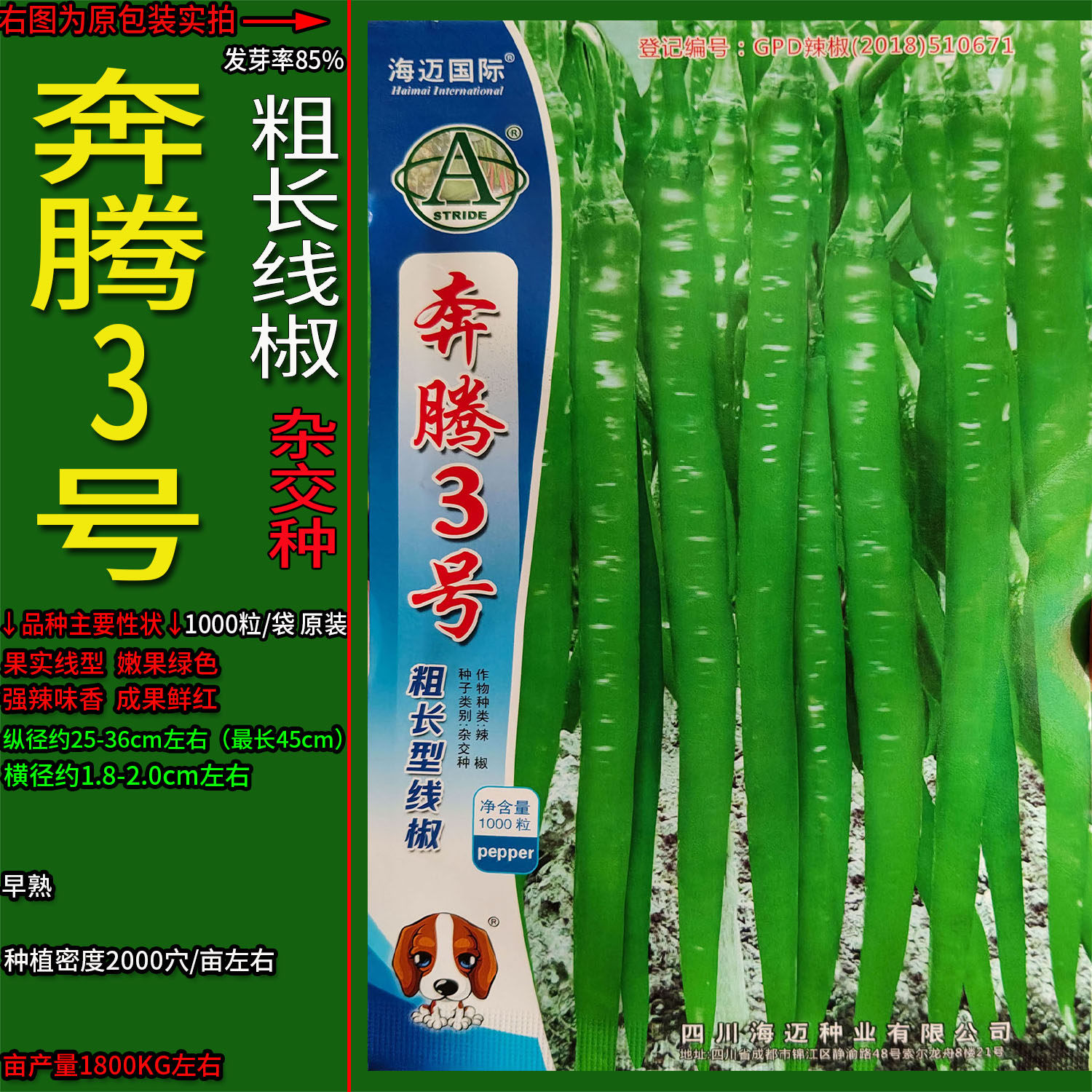 奔腾3号二金条长线椒种杂交高产