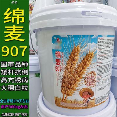 绵麦907袋装桶装小麦子种子白色
