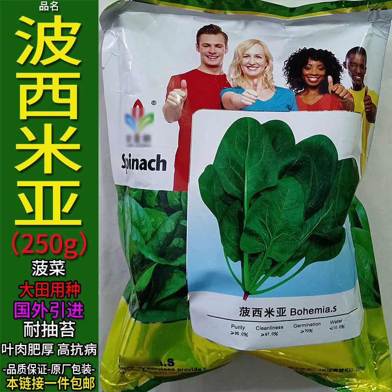 国外引进菠菜圆叶蔬菜种子籽大田