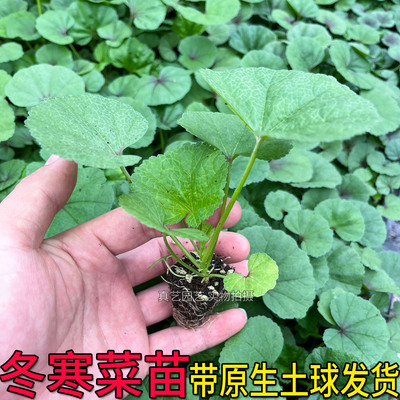 大叶冬寒菜苗幼苗葵菜秋冬春季种