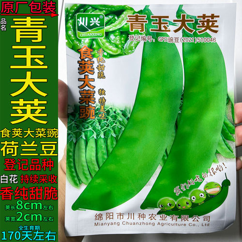 青玉大荚软荚豌豆荷兰豆蔬菜种子