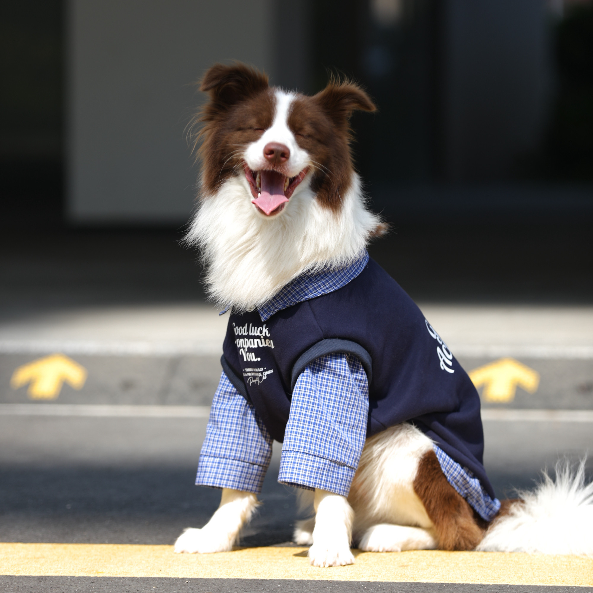 大狗秋冬衣服中大型犬拼色潮牌