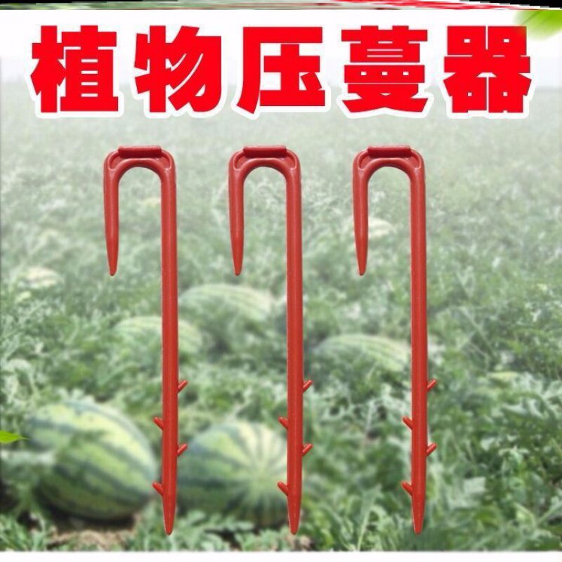 庭院省时省力地钉新款匍匐茎加厚西瓜压蔓器优质塑料5斤装嫁接在类目 鲜花速递/花卉仿真/绿植园艺, 园艺用品, 其它园艺用品中 - 来自Buy2taobao.com提供专业的淘宝代购服务