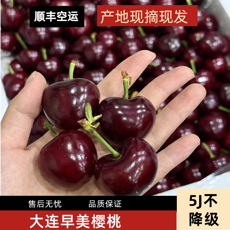 【顺丰空运】大连美早大樱桃新鲜水果5斤礼盒当季整箱国产孕妇5j