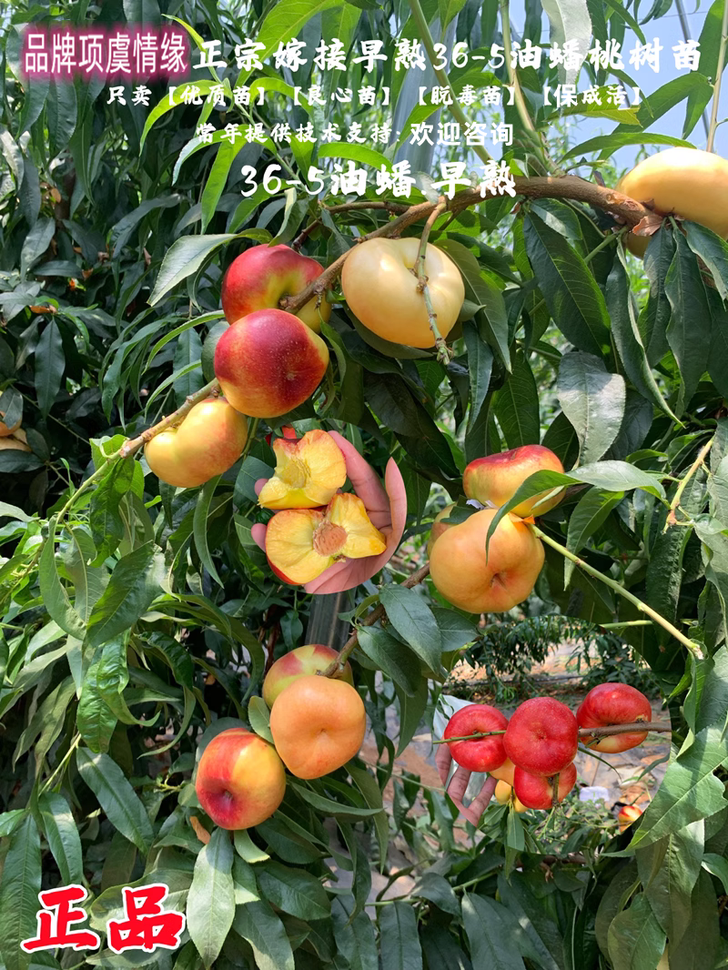 嫁接6月黄金蟠桃树苗大果脆甜离核早熟36-5油蟠桃苗地栽当年结果