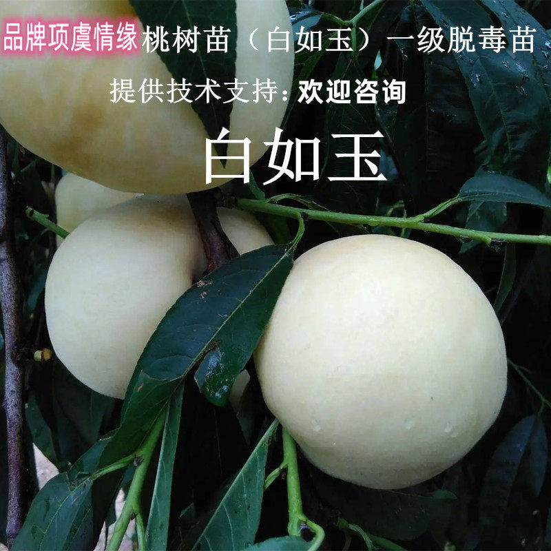 嫁接桃苗白如玉桃树苗白肉特大脆甜奶油桃子苗盆栽庭院地栽果树苗