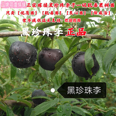 李树果苗黑珍珠李子苗甜车厘子树苗南方北方种植盆栽地栽当年结果