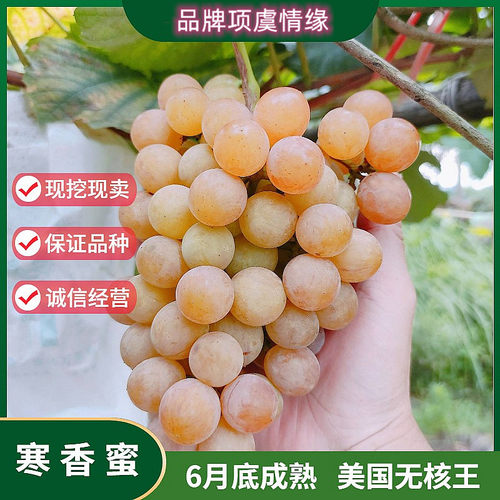 无籽寒香蜜葡萄树苗爬藤抗寒葡萄苗盆栽南北方种植当年结果树地栽