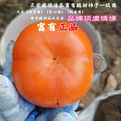 富有柿子苗嫁接无核脆甜柿子树苗南北方种植盆栽花园地栽当年结果