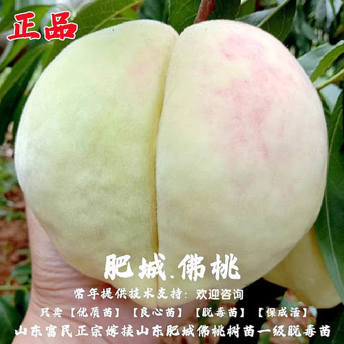 山东肥城佛桃树苗嫁接特大果甜玉妃水蜜桃树苗佛桃苗南方北方种植