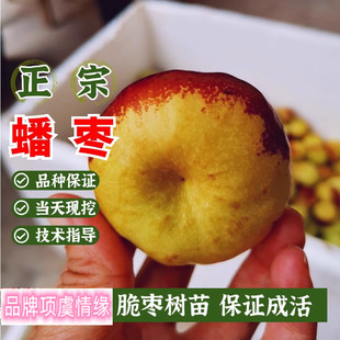 新品种特大果枣子枣苗蟠枣树苗嫁接南方北方种植果苗盆栽当年结果