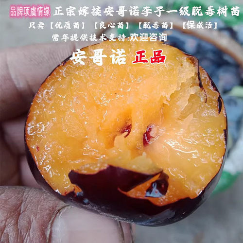 特大李树果苗树苗晚熟脆甜安哥诺李子苗嫁接李苗地栽南方北方种植