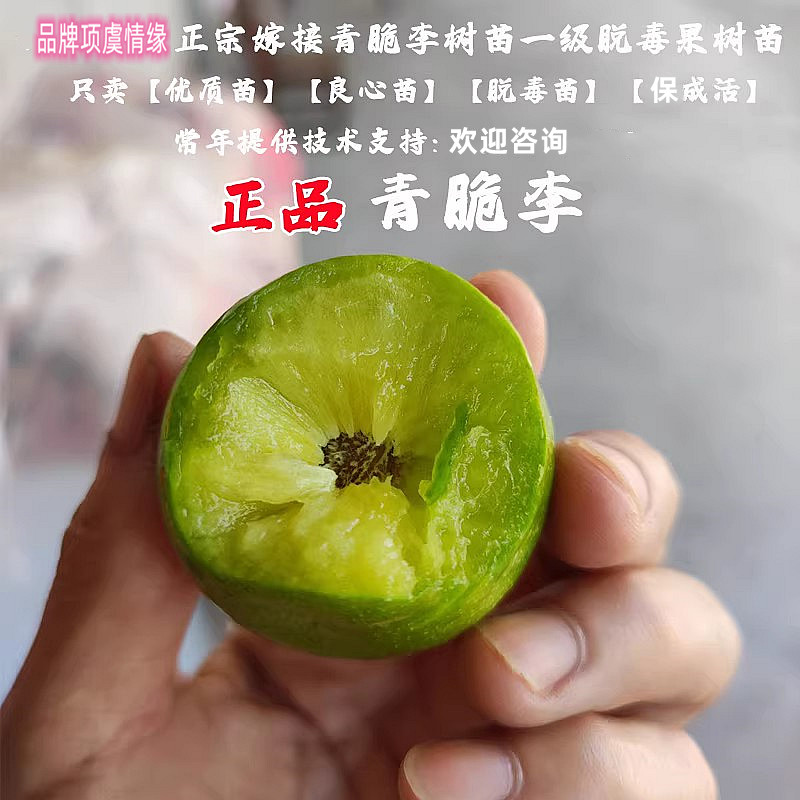 嫁接李树果苗四川早熟青脆李树苗蜂糖李苗脆甜脱骨李子苗当年结果