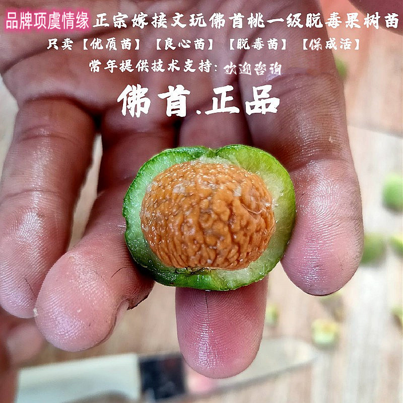佛首桃苗树核桃苗秦岭佛珠蚂蚁纹脑纹山桃胡文玩桃核树苗当年结果