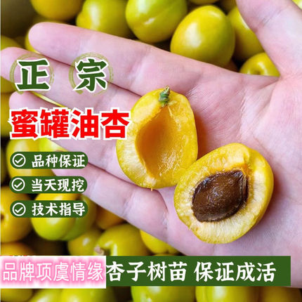 嫁接蜜罐油杏树苗新疆蜜灞甜杏子苗晚熟耐寒小白杏盆地栽当年结果